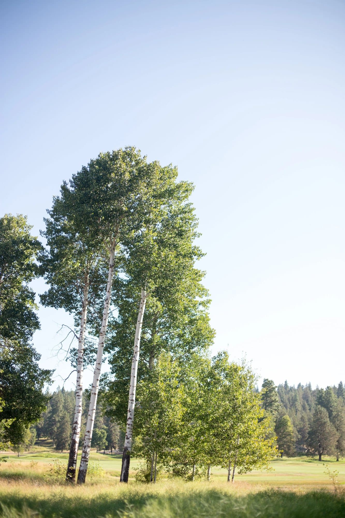 Photo handout of tall white-barked aspens in a sunny meadow edged by pine forest.