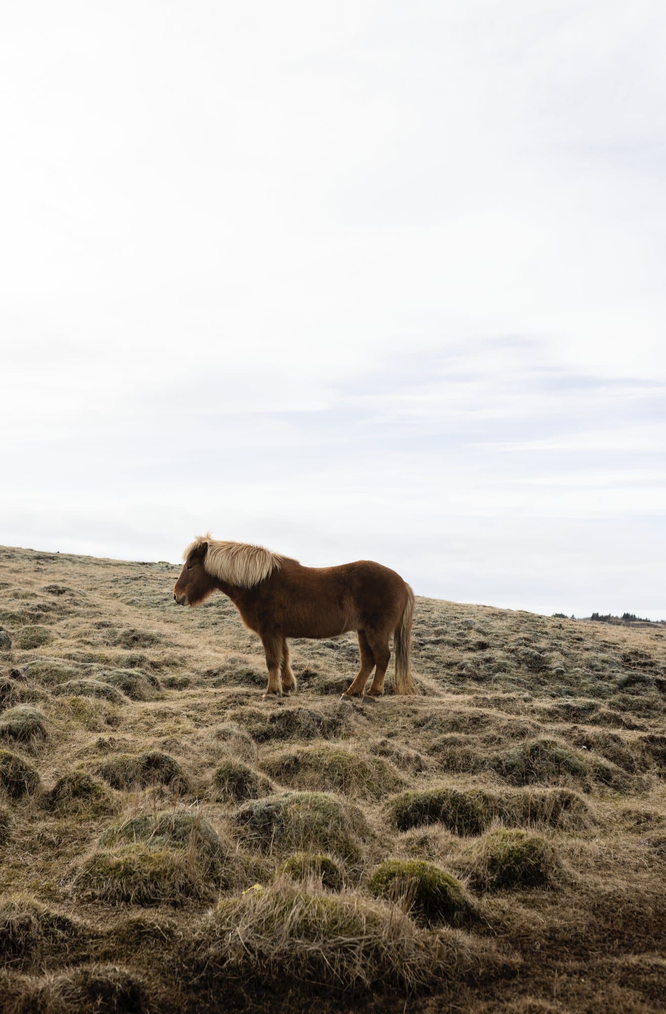Photo handout of an Icelandic horse with a blond mane on a mossy hillside.